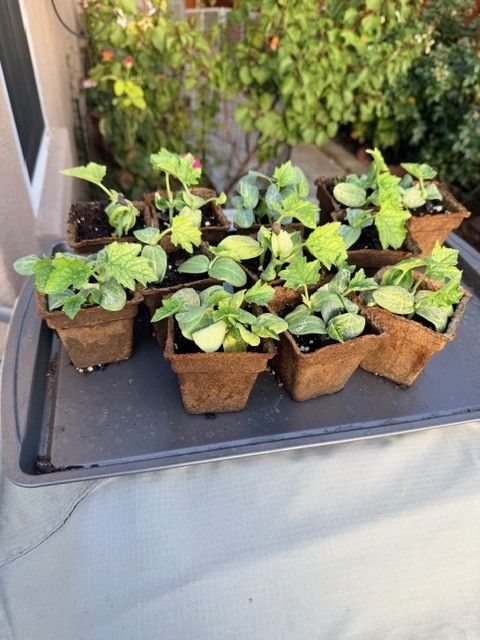 Luffa seedlings growing in peat pots on a tray
