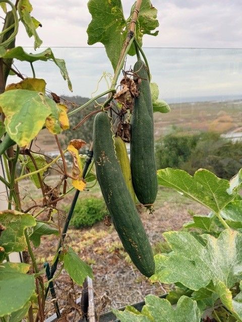 Two long green luffa gourds hanging from a vine on a trellis